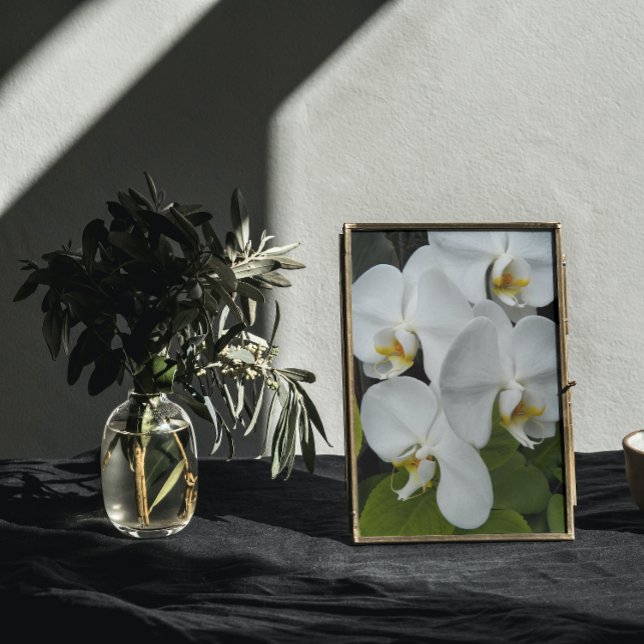 Impression Photo Orchidée blanche Phalaenopsis fleurit Floral (In Situ Framed)