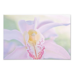 Impression Photo Orchidée en pastel