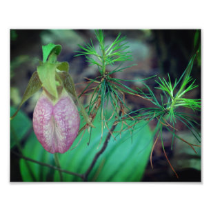 Impression Photo Orchidée Sauvage Rose Lady Slipper Et Evergreens 8