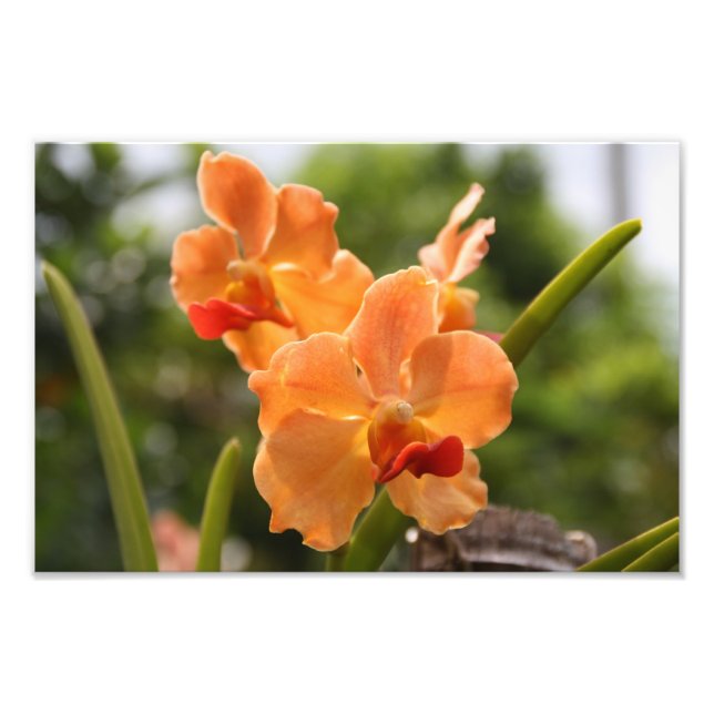 Impression Photo Orchidées (Devant)