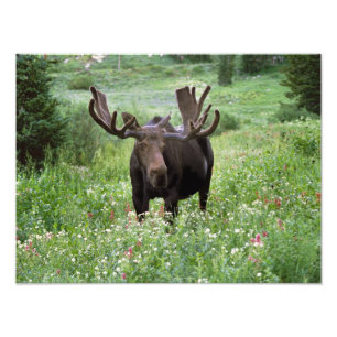 Impression Photo Orignal mâle (Alces alces) dans les fleurs sauvage