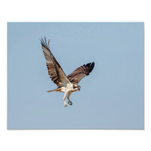 Impression Photo Osprey juvénile en vol