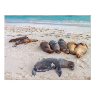 Impression Photo Otaries se reposant sur la plage