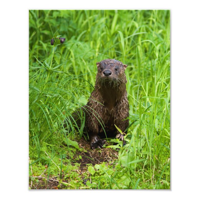 Impression Photo Otter (Devant)