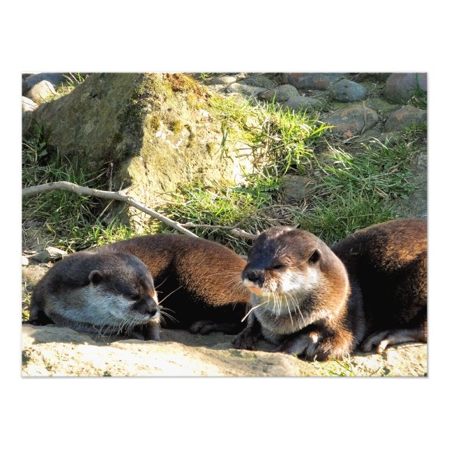 IMPRESSION PHOTO OTTERS (Devant)