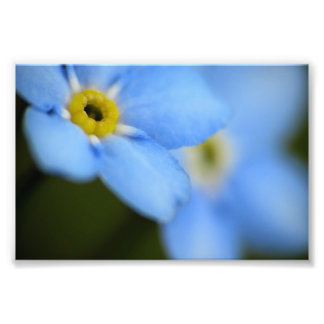 Impression photo Oublier-Me-Nots 9
