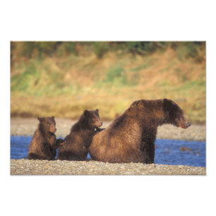 Impression Photo ours Brown, grizzli, semer avec des oursons,