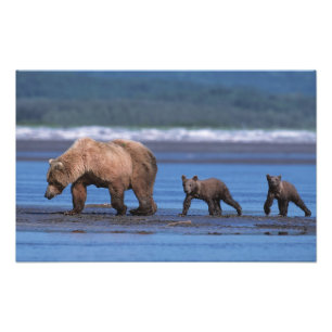 Impression Photo Ours brun, Ursus arctos, péninsule d'Alaska, 2