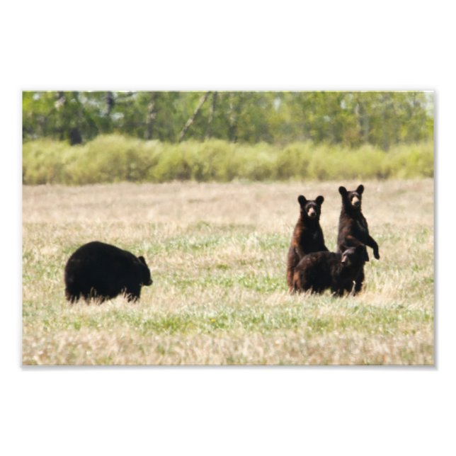 Impression Photo Ours et petits (Devant)