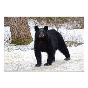Impression Photo Ours noir de la Pennsylvanie en hiver