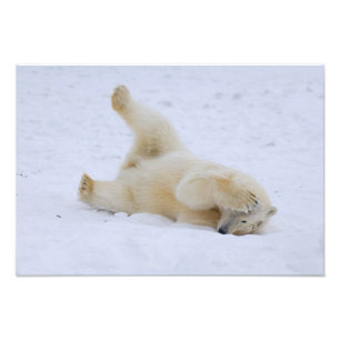 Impression Photo ours polaire, Ursus maritimus, petit roulement