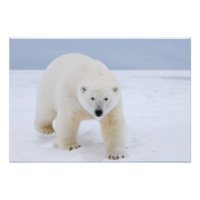 ours polaire, Ursus maritimus, sur glace et neige,