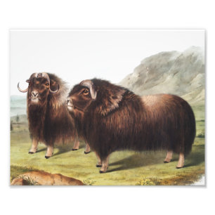 Impression Photo Ox musqué (Ovibos moschatus)