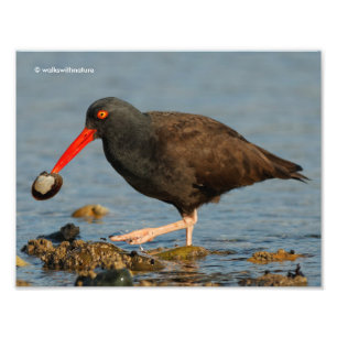 Impression Photo Oystercatcher noir avec palourde