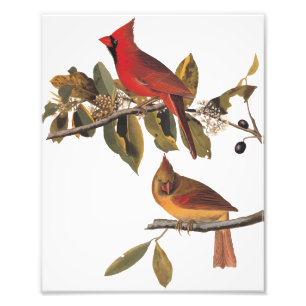 Impression Photo Paire cardinale Audubon en amandiers sauvages