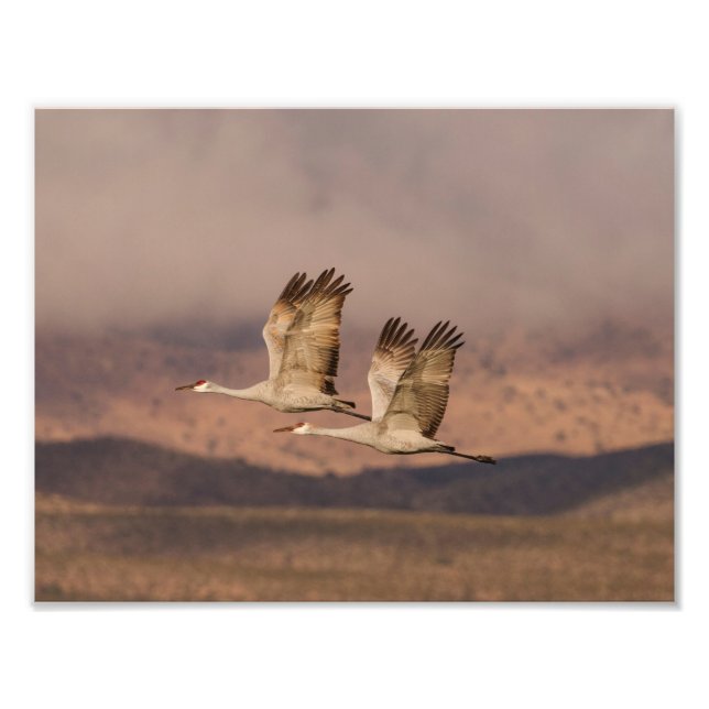 Impression Photo Paire de grues dans le Nouveau-Mexique Ciels (Devant)