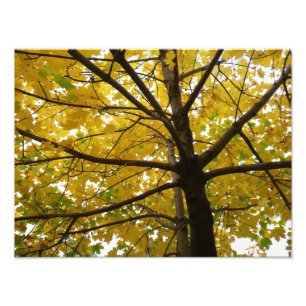 Impression Photo Paire d'érables jaunes Automne Nature