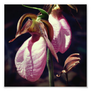 Impression Photo Paire d'orchidée rose sauvage Paire d'orchidée Gro