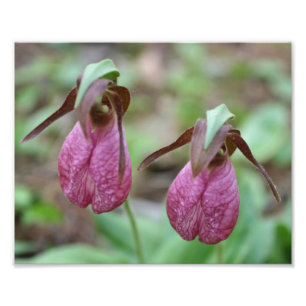 Impression Photo Paire Fleur d'orchidée rose sauvage 8x10
