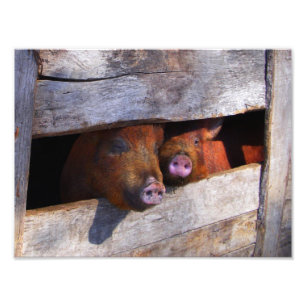 Impression Photo Paires de porcherie jetant un coup d'oeil Piggies