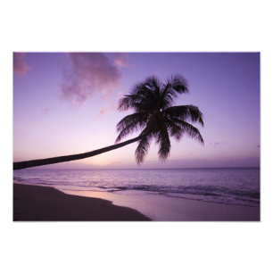 Impression Photo Palmier solitaire au coucher du soleil, plage de C