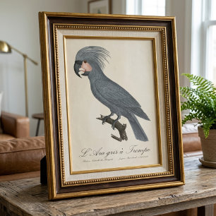 Impression Photo Palmiste noir, Probosciger aterrimus