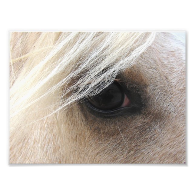 Impression Photo Palomino (Devant)