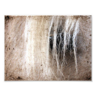 Impression Photo Palomino Grunge