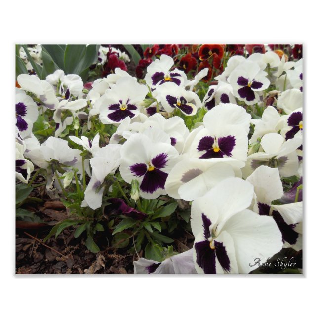 Impression Photo Pansies blanches et violettes (Devant)