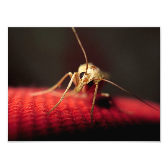 Impression Photo papillon (Devant)