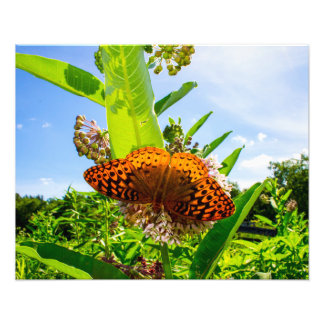 Impression Photo papillon
