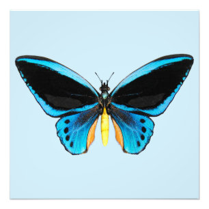 Impression Photo Papillon