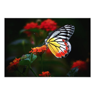 Impression Photo Papillon