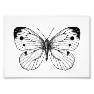Impression Photo Papillon à chou