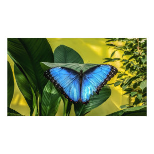 Impression Photo Papillon bleu Morpho Floral Nature Art