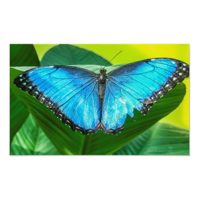 Impression Photo Papillon bleu Morpho Floral Nature Art (Devant)