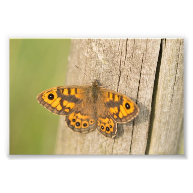 Impression Photo Papillon Brown de mur (Devant)