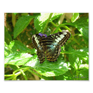 Impression Photo Papillon Clipper