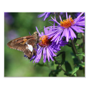 Impression Photo Papillon Dame Peinte Sur Fleur d'Aster Sauvage 8x1