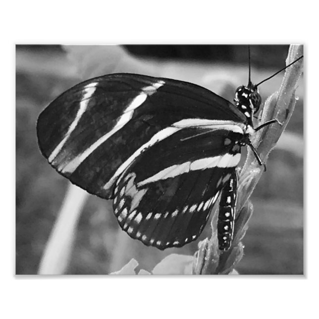 Impression Photo Papillon de charme noir et blanc (Devant)