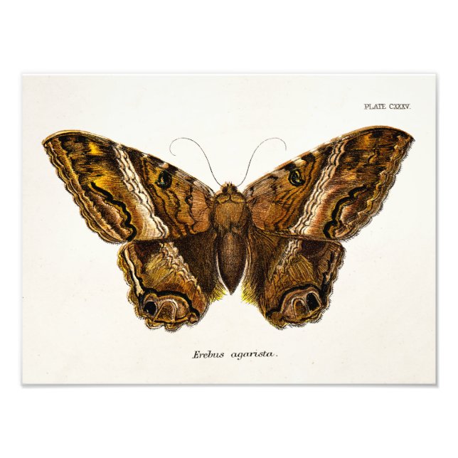 Impression Photo Papillon de Modèle de papillon de papillon fuzzy B (Devant)