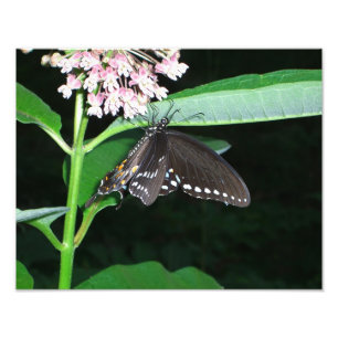 Impression Photo Papillon de nuit noir Swallowtail à Shenandoah