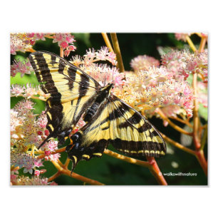Impression Photo Papillon de queue de Tigre occidental sur Rodgersi