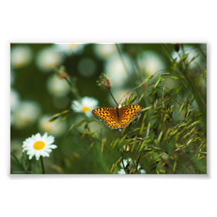 Impression Photo Papillon du Pacifique