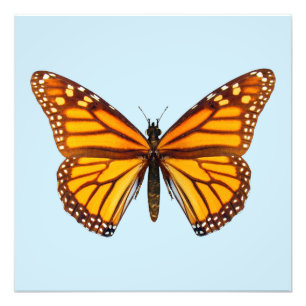 Impression Photo Papillon Monarque