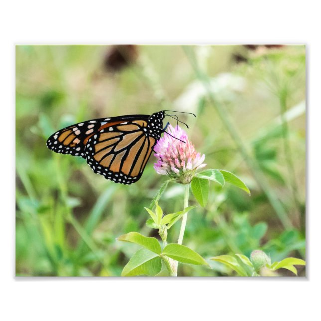 Impression Photo Papillon Monarque (Devant)