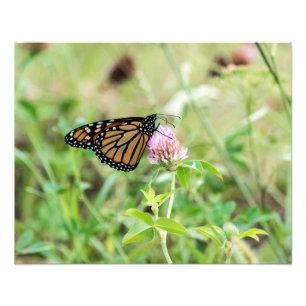 Impression Photo Papillon Monarque
