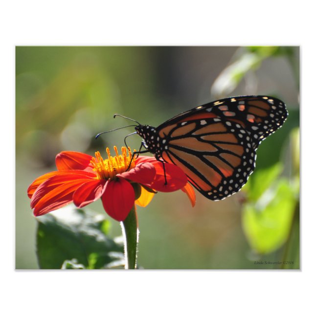 Impression Photo Papillon monarque 11X14 sur le flambeau de tournes (Devant)