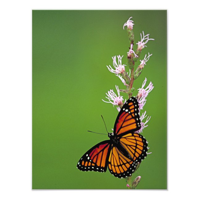 Impression Photo Papillon monarque et fleur sur Arrière - plan vert (Devant)