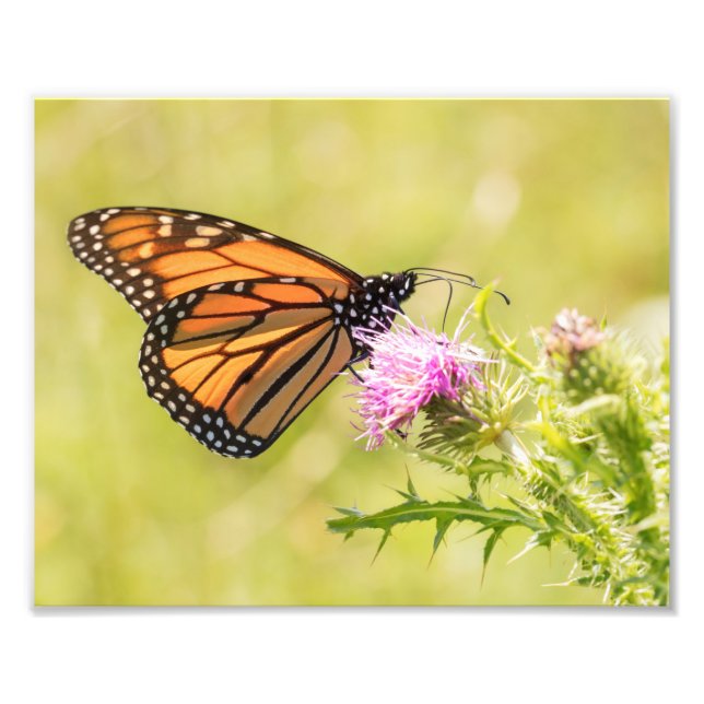 Impression Photo Papillon Monarque sur chardon (Devant)